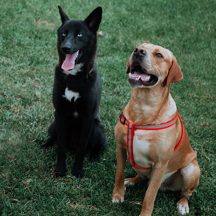 Hixson, Tennessee Pet Waste Removal & Dog Care Services