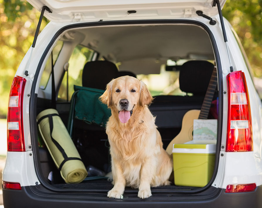 Middle Valley, Tennessee Pet Waste Removal & Dog Care Services