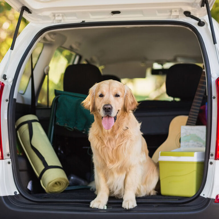 Preparing Your Dog For Chattanooga Tennessee Area Boarding