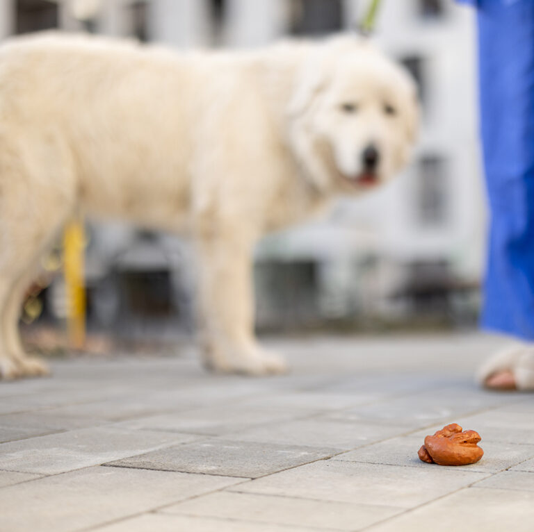 Chattanooga Dog Waste Removal