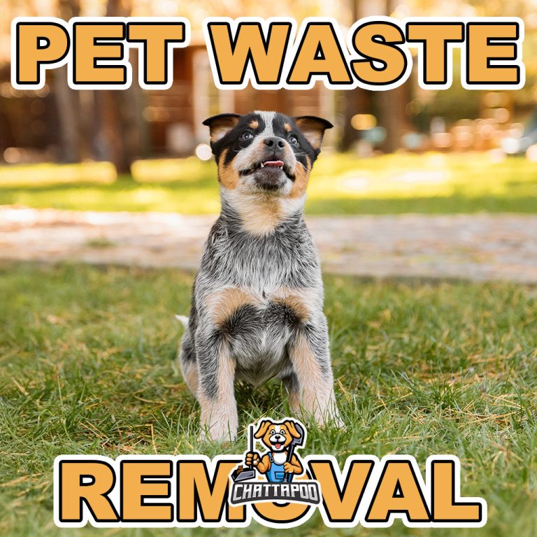Transformative Dog Waste Cleanup for Immaculate Lawns